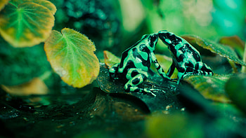Animals, Leaves, Frogs, Swamp, Spotted, Kiss HD wallpaper