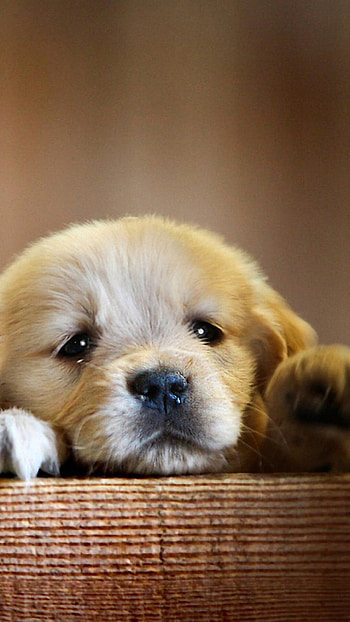 Little puppy, , Cute animal, 6 Plus HD phone wallpaper
