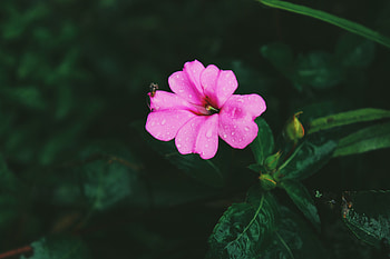 Leaves, Pink, Drops, Flower, Macro HD wallpaper