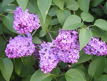 Plants, Flowers, Lilac HD wallpaper