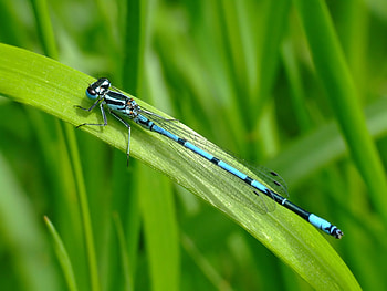 Macro, Blade Of Grass, Blade, Dragonfly, Green Background HD wallpaper