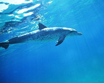 spotted dolphin, swiming HD wallpaper