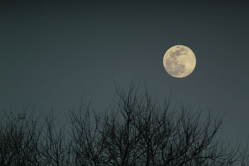 Nature, Moon, Bush, Branches, Evening HD wallpaper