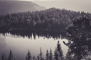 Trees Water Monochrome Reflection , trees, monochrome, reflection, nature HD wallpaper