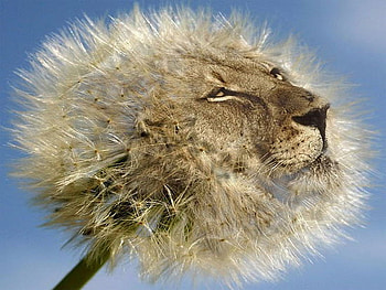 Dandelion, blue sky, combined, lion HD wallpaper