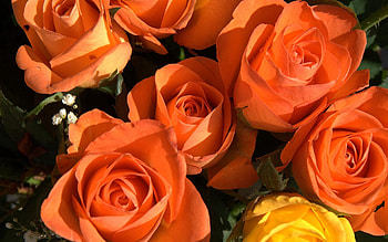 Flowers, Roses, Beauty, Bouquet, Buds HD wallpaper
