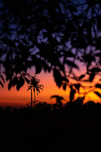 Trees, Sunset, Sky, Dark, Branches, Outlines, Gradient HD phone wallpaper