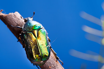 Beetle, chafer beetle animal HD wallpaper