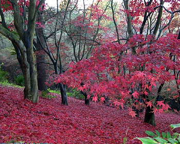 forest, trees, pink, hill HD wallpaper