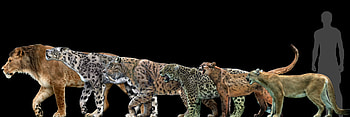 Cat Progression, cats, beautiful, progression, large HD wallpaper