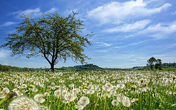 Nature, Flowers, Dandelions, Summer, Wood, Tree, Field HD wallpaper