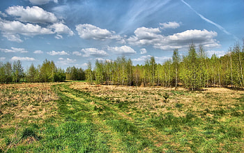 Nature, Trees, Grass, Sky, Summer, Road, Forest, Teen, Young Growth, Track, Country, Trace, Countryside HD wallpaper