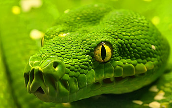 Animals, Eyes, Color, Snake, Head HD wallpaper