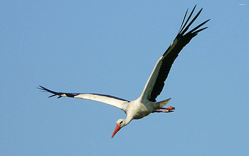 Stork in flight, Bird , Animal , Elegant creature HD wallpaper