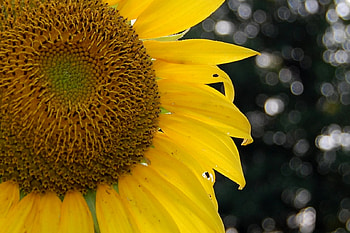 Sunflower, sunflowers, yellow, flower, flowers HD wallpaper