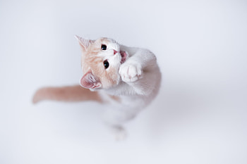 Animals, Cat, Playful, Bounce, Jump HD wallpaper