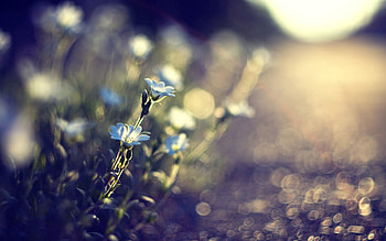 Flowers, Grass, Macro, Glare, Glade, Polyana, Greased, Smeared HD wallpaper