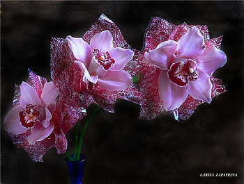 orchids for my friend mememe1, blue, branch, purple, glass vase, beautiful, flowers, orchid HD wallpaper