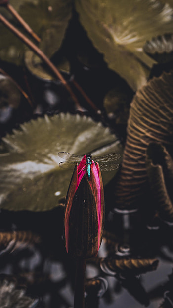Animals, Bud, Water Lily, Dragonfly HD phone wallpaper