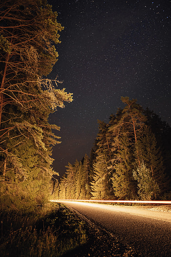 Nature, Trees, Road, Long Exposure, Fir, Spruce HD phone wallpaper