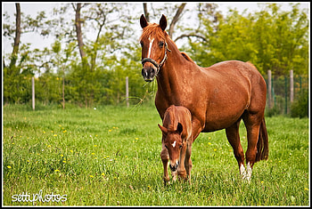 First Steps, horses, mare, chestnut, field, foal HD wallpaper
