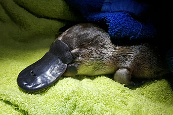 Platypus, Climate risk, Australian wildlife, Reuter's report HD wallpaper