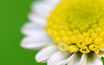 Flower, Macro HD wallpaper
