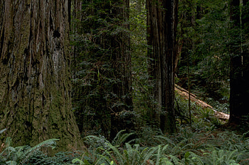 Redwood National Park, Windows , Public domain, National parks HD wallpaper