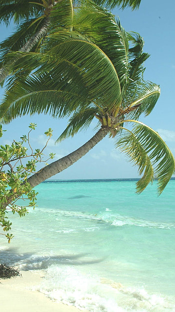Mauritius Island, Beautiful beach , Tropical paradise HD phone wallpaper