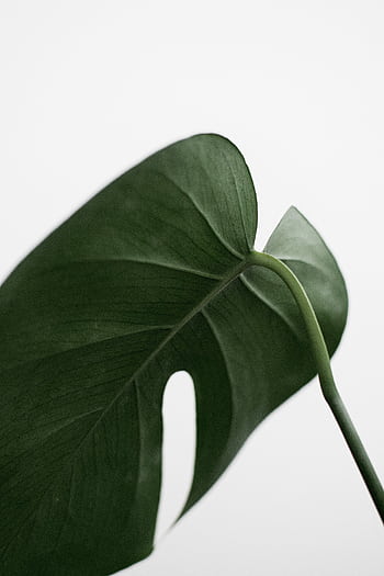 Elegant close-up of a green Monstera leaf on a white background. HD phone wallpaper