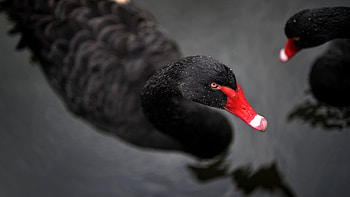 Black Swan, , Background , Bird HD wallpaper