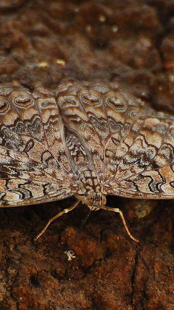 Glaucous, Glaucous Cracker HD phone wallpaper