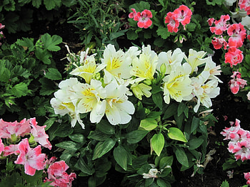 The pyramids display gardens 97, pink, graphy, yellow, green, Flowers, garden HD wallpaper