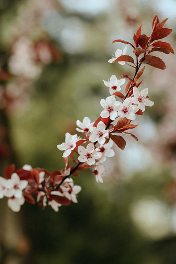 Flowers, Leaves, Bloom, Flowering, Branch HD phone wallpaper