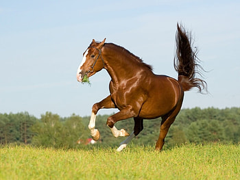 Animals, Horses HD wallpaper