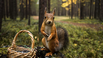 Squirrel Shopping Summer, squirreles, funny, summer, animals HD wallpaper