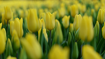 Tulip (Nature), Plants blur, Yellow tulip, U HD wallpaper
