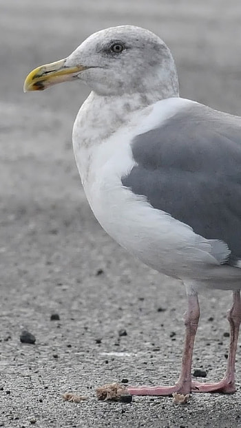 Glaucous, Gull, Long Grey Wings HD phone wallpaper