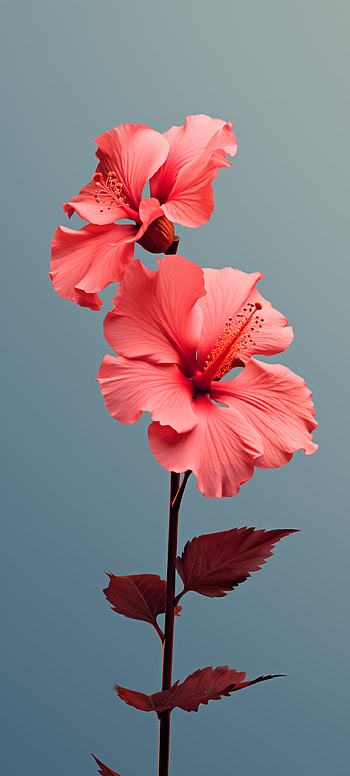 Hibiscus Blossom , flower, nature HD phone wallpaper