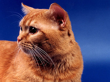 Red kitten, animal, sweet, kitten, cat HD wallpaper