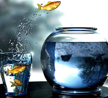fish from glass to aquarium, glass, fish, aquarium HD wallpaper