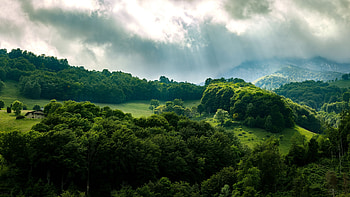 Green Forest, , Green scenery HD wallpaper
