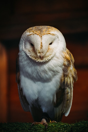 Animals, Owl, Bird, Predator, Barn Owl, Sipucha HD phone wallpaper