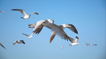 Animals, Sky, Flight, Falcon, Wave, Sweep HD wallpaper