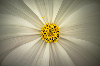 Cosmos, pollen, flowers, closeup HD wallpaper