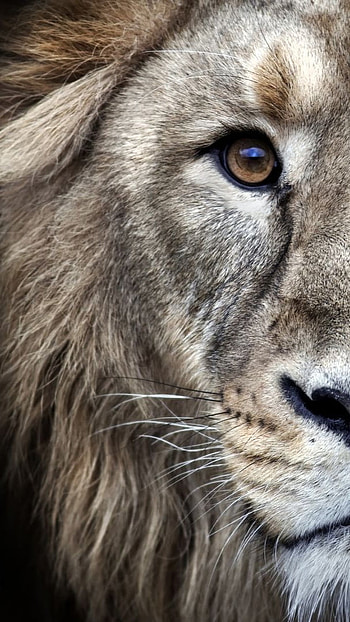 Lion , Lion Face, Background HD phone wallpaper