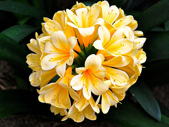 Delicate Yellow Celvia Flowers, leaves, yellow, green, nature, flowers, clevia, large HD wallpaper