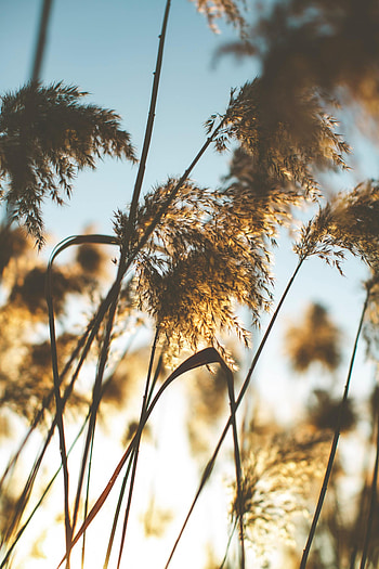 Nature, Sun, Glare, Beams, Rays, Ear HD phone wallpaper