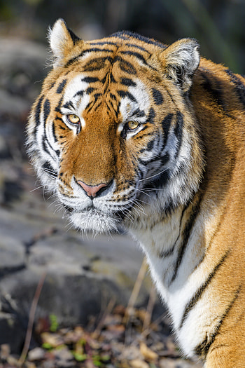 Animals, Brown, Predator, Sight, Opinion, Tiger, Animal, Wild HD phone wallpaper