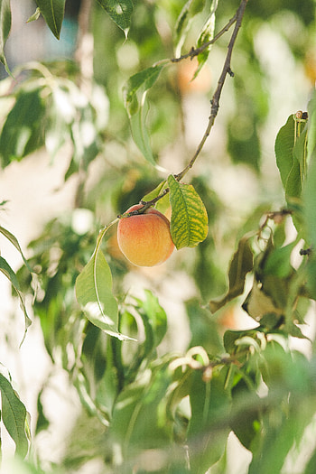 Food, Branches, Fruit, Ripe, Apricot HD phone wallpaper